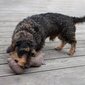 Plīša rotaļļieta suņiem Kiwi Walker Tārps цена и информация | Suņu rotaļlietas | 220.lv