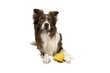 Rotaļlieta suņiem Kiwi Walker Whistle цена и информация | Suņu rotaļlietas | 220.lv