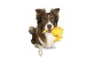 Rotaļlieta suņiem Kiwi Walker Whistle цена и информация | Suņu rotaļlietas | 220.lv