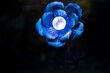 Dārza piederums Blue Poppy ar saules lampu cena un informācija | Dārza dekori | 220.lv