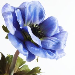 Искусственный цветок Цветок мака цена и информация | Искусственный букет DKD Home Decor, 2 шт | 220.lv