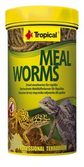 Tropical Meal Worms kaltēti kāpuri rāpuļiem, 250 ml cena un informācija | Barība eksotiskajiem dzīvniekiem | 220.lv