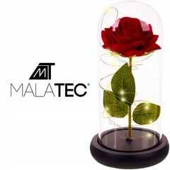 Mūžīgā roze Malatec, 22 cm цена и информация | Спящие стабилизированные розы, растения | 220.lv