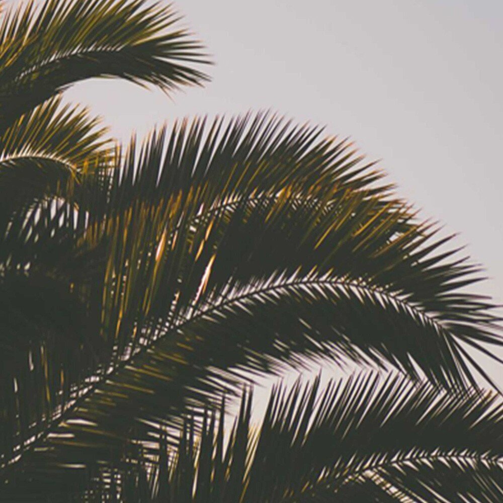Aizslietnis Palmu koks cena un informācija | Aizslietņi | 220.lv