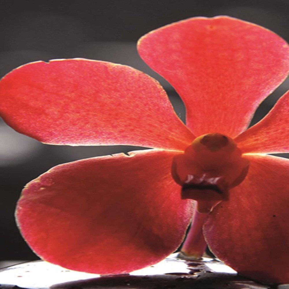 Aizslietnis Sarkanā orhideja цена и информация | Aizslietņi | 220.lv