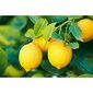 100% dabīga citronu ēteriskā eļļa 10ml cena un informācija | Ēteriskās eļļas, kosmētiskās eļļas, hidrolāti | 220.lv