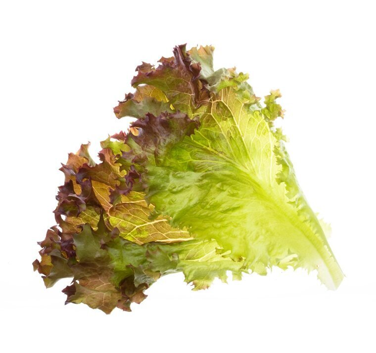 Salātu diedzēšanas komplekts Tregren Lollo Rosso cena un informācija | Dārzeņu, ogu sēklas | 220.lv