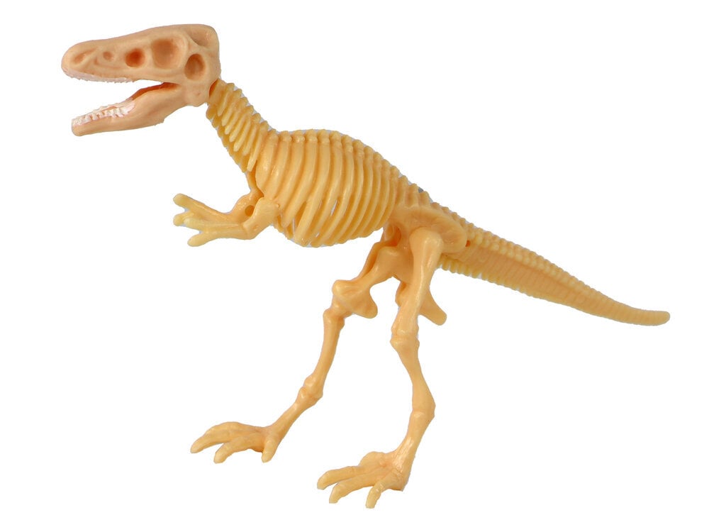 Dinozaura skelets olā Lean Toys, 12.gb. cena un informācija | Rotaļlietas zēniem | 220.lv