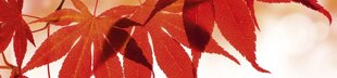 Самоклеящиеся фотообои (с ламинацией) - Красные листья, 260х60 см цена и информация | Фотообои | 220.lv