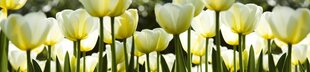Самоклеящиеся фотообои (с ламинацией) - Белые тюльпаны, 260х60 см цена и информация | Фотообои | 220.lv