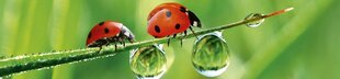 Pašlīmējošas fototapetes ar lamināciju- Ladybird, 260x60 cm cena un informācija | Fototapetes | 220.lv