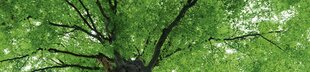 Самоклеящиеся фотообои (с ламинацией) - Вершина деревьев, 260х60 см цена и информация | Фотообои | 220.lv
