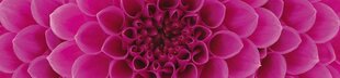 Самоклеящиеся фотообои (с ламинацией) - Розовые георгины, 260х60 см цена и информация | Фотообои | 220.lv