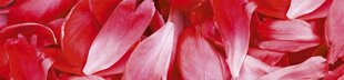 Pašlīmējošas fototapetes ar lamināciju- Sarkanās ziedlapiņas, 260x60 cm cena un informācija | Fototapetes | 220.lv