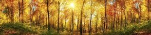 Pašlīmējošas fototapetes ar lamināciju- Saulains mežs, 260x60 cm cena un informācija | Fototapetes | 220.lv