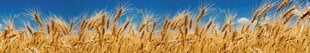 Самоклеящиеся фотообои (с ламинацией) - Пшеничное поле, 350x60 см цена и информация | Фотообои | 220.lv