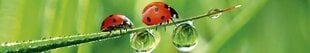 Pašlīmējošas fototapetes ar lamināciju- Ladybird, 350x60 cm cena un informācija | Fototapetes | 220.lv