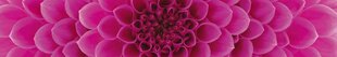 Самоклеящиеся фотообои (с ламинацией) - Розовые георгины, 350x60 см цена и информация | Фотообои | 220.lv