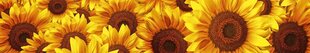 Pašlīmējošas fototapetes ar lamināciju- Saulespuķes 2.0, 350x60 cm cena un informācija | Fototapetes | 220.lv