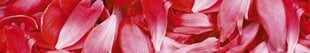 Pašlīmējošas fototapetes ar lamināciju- Sarkanās ziedlapiņas, 350x60 cm cena un informācija | Fototapetes | 220.lv