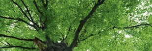 Самоклеящиеся фотообои (с ламинацией) - Вершина деревьев, 180x60 cm цена и информация | Фотообои | 220.lv