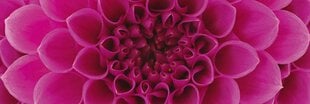Самоклеящиеся фотообои (с ламинацией) - Розовые георгины, 180x60 cm цена и информация | Фотообои | 220.lv