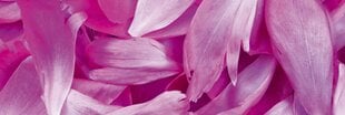 Pašlīmējošas fototapetes ar lamināciju- Violetās ziedlapiņas, 180x60 cm cena un informācija | Fototapetes | 220.lv