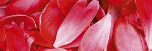 Pašlīmējošas fototapetes ar lamināciju- Sarkanās ziedlapiņas, 180x60 cm cena un informācija | Fototapetes | 220.lv