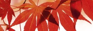 Самоклеящиеся фотообои (с ламинацией) - Красные листья, 180x60 cm цена и информация | Фотообои | 220.lv