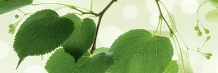 Самоклеящиеся фотообои (с ламинацией) - Зеленые листья, 180x60 cm цена и информация | Фотообои | 220.lv
