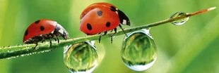 Pašlīmējošas fototapetes ar lamināciju- Ladybird, 180x60 cm cena un informācija | Fototapetes | 220.lv
