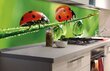 Pašlīmējošas fototapetes ar lamināciju- Ladybird, 180x60 cm cena un informācija | Fototapetes | 220.lv