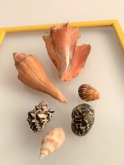 Настенное украшение Морские раковины цена и информация | Детали интерьера | 220.lv