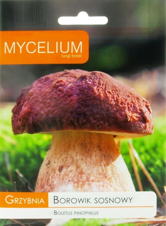 Baravikas priežu Mycelium цена и информация | Dārzeņu, ogu sēklas | 220.lv