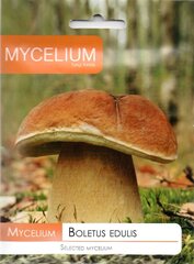 Egļu baravikas Mycelium cena un informācija | Dārzeņu, ogu sēklas | 220.lv