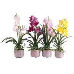 Орхидея GARDEN QUEEN H70см, белая цена и информация | Искусственный букет DKD Home Decor, 2 шт | 220.lv