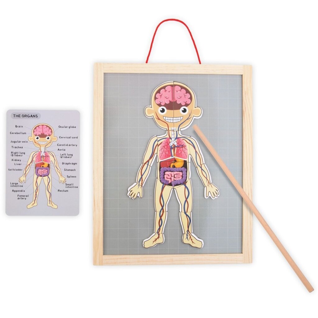 Magnētiskā puzle Anatomija - Cilvēka ķermenis цена и информация | Attīstošās rotaļlietas | 220.lv