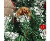Mākslīgā Ziemassvētku eglīte Springos, 40 cm cena un informācija | Mākslīgās egles, vainagi, statīvi | 220.lv
