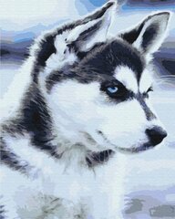 Picture Paint to! Husky kucēns, 40 x 50 x 1,5 cm cena un informācija | Gleznas pēc numuriem | 220.lv