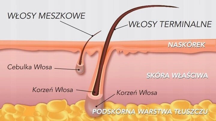 Cietais vasks depilācijai Italwax, 1 kg cena un informācija | Depilācijas līdzekļi, vaksācijas piederumi | 220.lv