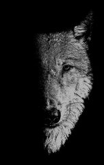 In the Company of Wolves: Werewolves, Wolves and Wild Children cena un informācija | Vēstures grāmatas | 220.lv