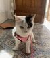 Mīksta regulējama kaķu siksna rozā krāsā cena un informācija | Pavadas, apkakles, siksnas kaķiem | 220.lv