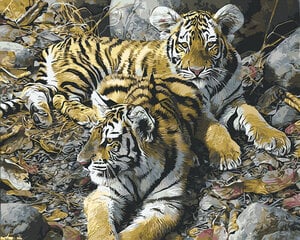 Glezna pēc cipariem Tīģeri atpūtā, 40x50 cm cena un informācija | Gleznas pēc numuriem | 220.lv