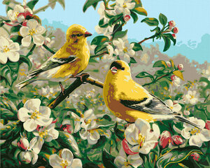 Glezna pēc cipariem Dzeltenie putni, 40x50 cm cena un informācija | Gleznas pēc numuriem | 220.lv