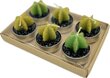 Zaļās tējas ziepju un kaktusa sveču dāvanu komplekts Vannas paradīze цена и информация | Ziepes | 220.lv