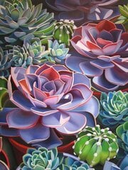 Dimantu mozaīkas komplekts uz rāmja TM Varvikas - Succulent LE153e, 30x40 cm cena un informācija | Dimantu mozaīkas | 220.lv