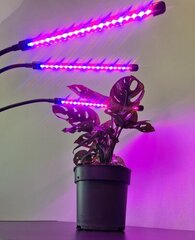 Grow Light цена и информация | Проращиватели, лампы для растений | 220.lv