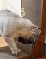 Kaķu skrāpēšanas siena Zaxer 60x40x25 cm cena un informācija | Kaķu mājas, nagu asināmie | 220.lv
