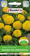 Бархатцы Yellow цена и информация | Семена цветов | 220.lv