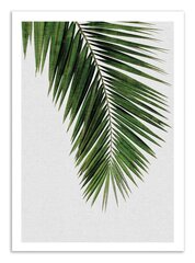 Плакат  Palm Leaf 30 x 40 cm цена и информация | Картины | 220.lv